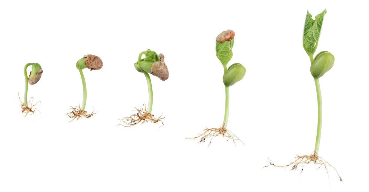 Этапы роста и развития растения. Этапы роста семян. Стадии развития растений. Этапы прорастания гороха. Этапы роста семян гороха.